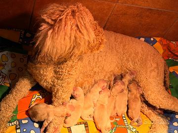 Goldendoodle f1