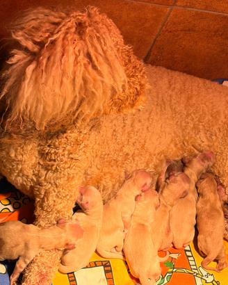 Goldendoodle f1