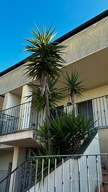 3 piante di Yucca gigante