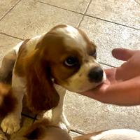 Cavalier King cucciolo maschio 4 mesi
