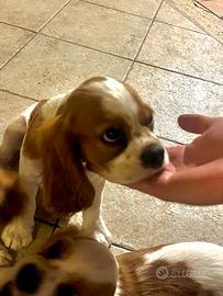 Cavalier King cucciolo maschio 4 mesi