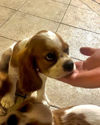 Cavalier King cucciolo maschio 4 mesi