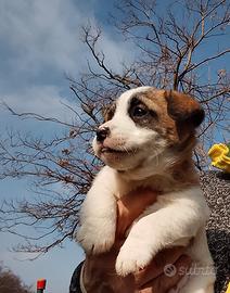 Jack Russell