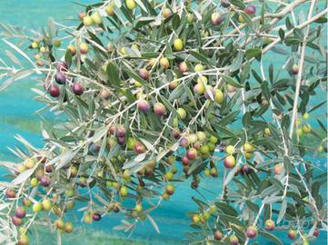 Terreno agricolo con oliveto qualità "Frantoio"