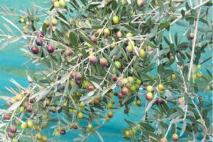 Terreno agricolo con oliveto qualità "Frantoio"