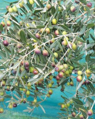 Terreno agricolo con oliveto qualità "Frantoio"