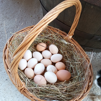 Galline allevate a terra