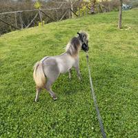 Mini horse 62 cm maschietto
