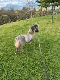 Mini horse 62 cm