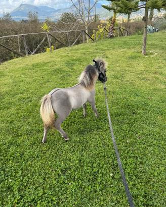 Mini horse 62 cm maschietto