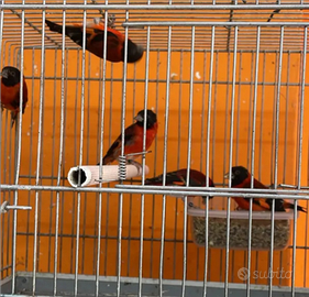 Cardinalini del venezuela