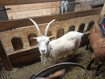 Capra