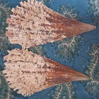 conchiglie pinna nobilis 