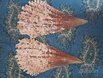 conchiglie pinna nobilis 