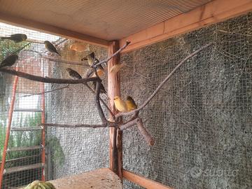 Canarini più lucherino