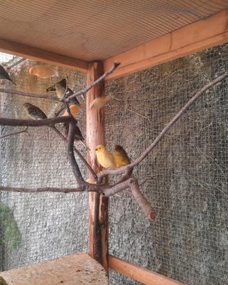 Canarini più lucherino