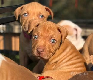 Cuccioli di PITBULL red Nose