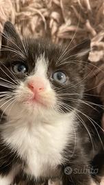 Gattini