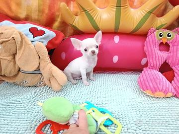 Chihuahua cucciolo maschio con pedigree