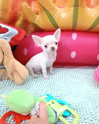 Chihuahua cucciolo maschio con pedigree
