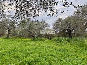 Terreno - Uliveto - Sorso