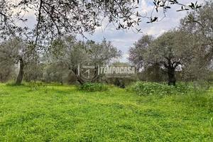 Terreno - Uliveto - Sorso