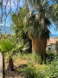 Terreno 3300mq
