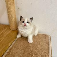 Ragdoll