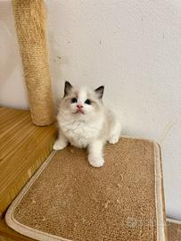 Ragdoll