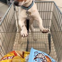 Jack russel