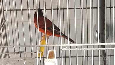 F1 cardinalino x canarina