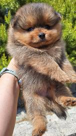 Spitz tedesco nano (Pomerania)