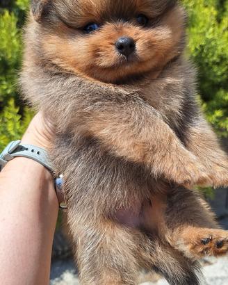 Spitz tedesco nano (Pomerania)