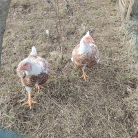 Galline Indiano