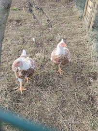 Galline Indiano