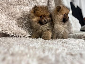 Cuccioli Pomerania femmina