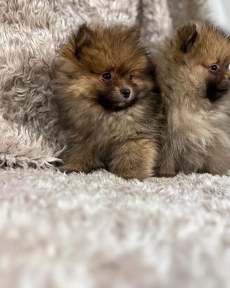 Cuccioli Pomerania femmina