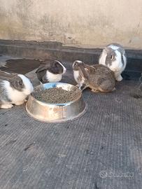 Coniglietti pura razza