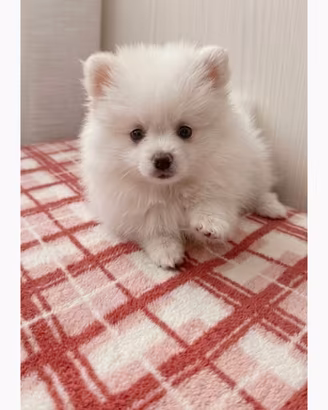 Spitz pomerania 3 femmine