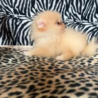 Spitz di pomerania linea coreana Max 20cm AD