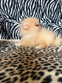 Spitz di pomerania linea coreana Max 20cm AD