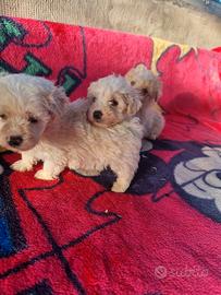 Cuccioli maltipoo toy