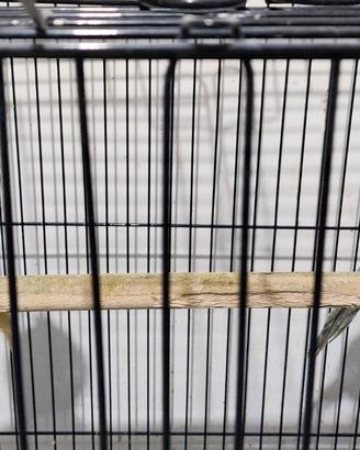 Parrocchetti Dal Collare