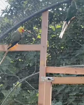 Parrocchetti dal collare