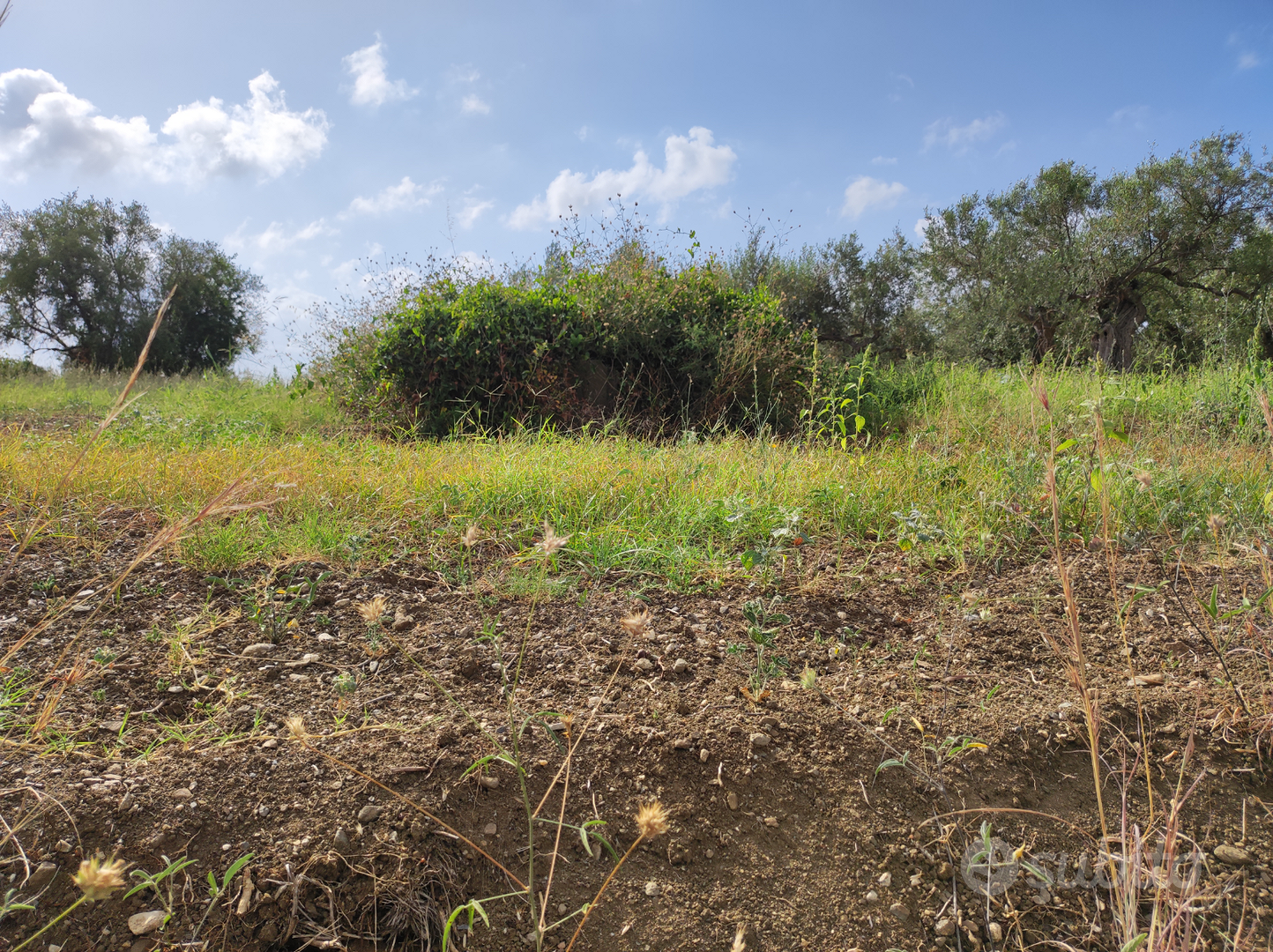 Terreno agricolo pianeggiante - Vista 4