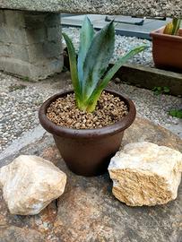 Agave Americana