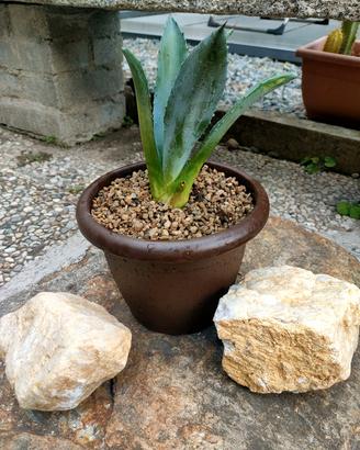 Agave Americana