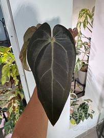 Anthurium Dark & Handsome X Red Velvet Cake DocB