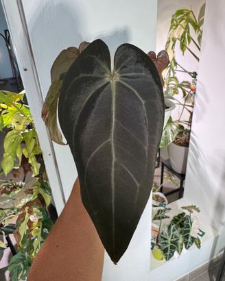 Anthurium Dark & Handsome X Red Velvet Cake DocB