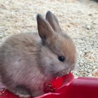 Disponibili cuccioli mix Rex x Ariete